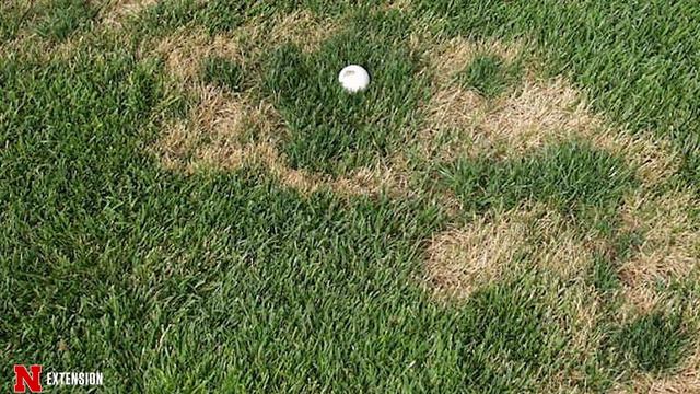 Turf Diseases смотреть онлайн