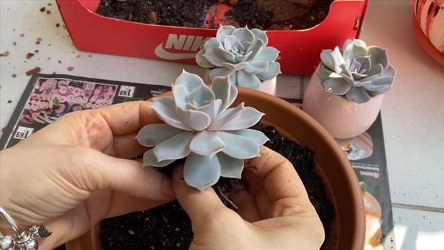 Vamos plantar nessa quarentena? Echeveria Lilacina . Suculenta смотреть онлайн