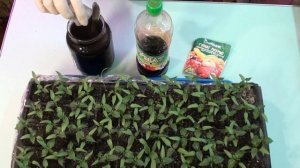 Чем подкормить рассаду. Подкормка рассады перца