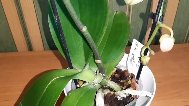 ОРХИДЕЯ НА ДУГЕ. Королевская белая орхидея. Орхидея Phalaenopsis Ikaria смотреть онлайн
