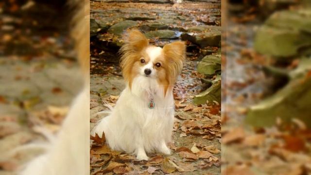 Папильон. Плюсы и минусы, Цена, Как выбрать, Факты, Уход, История смотреть онлайн