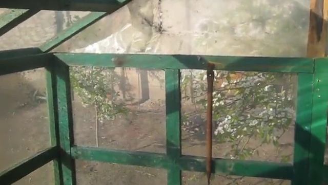 Теплица из окон смотреть онлайн
