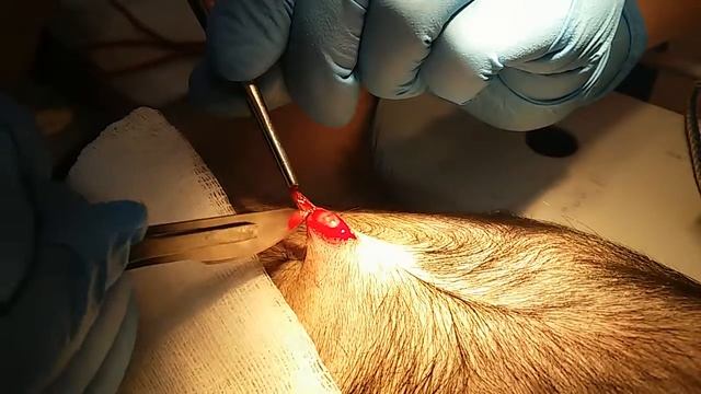 umbilical hernia. Пупочная грыжа у тойки. 20150610 смотреть онлайн