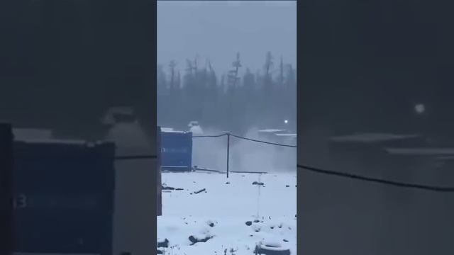 Медведь загрыз человека ? смотреть онлайн