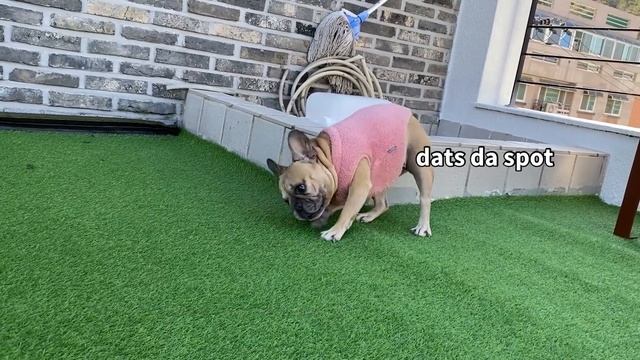 How Will My Dogs React When I Copy Their Funny Habits? смотреть онлайн