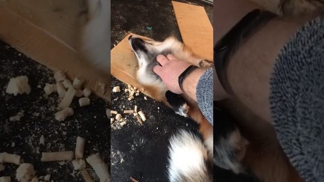 Лиса не загрузилась #лиса #животные #shorts #alma_the_fox #fox смотреть онлайн