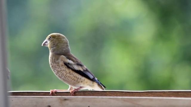 Птенцы дубоноса смотреть онлайн