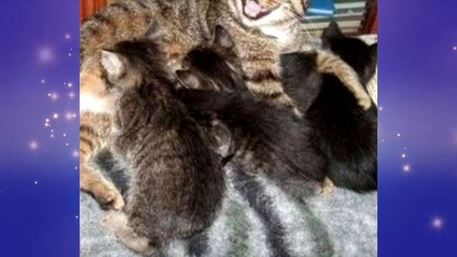 30 АПУПЕТЬ КАКИХ УПОРОТЫХ ОБЪЯВЛЕНИЙ С АВИТО / ЧОКНУТОЕ НА AVITO смотреть онлайн