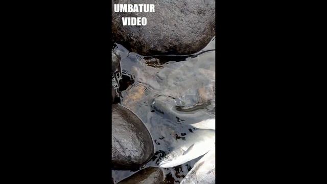 Рыбалка на Горбушу смотреть онлайн