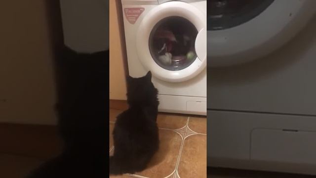 Кот и стиральная машинка смотреть онлайн