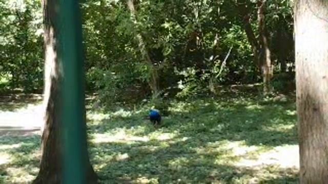 КРАСНОДАР... ЖАРА АДСКАЯ... БОТАНИЧЕСКИЙ САД... Павлины... 9 августа 2019... смотреть онлайн