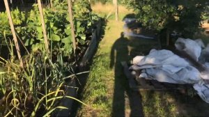 Правильная грядка для огурцов.