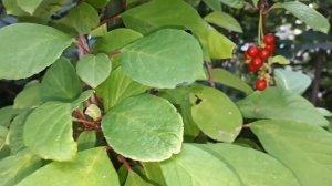 Лимонник Китайский. Посадка, уход, размножение.