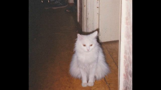 Моя кошка Варя. смотреть онлайн