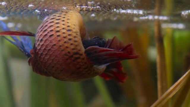 Сиамский петушок строит дом из пузырьков смотреть онлайн