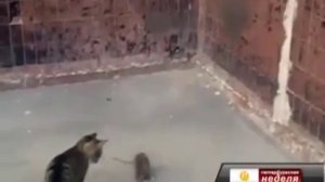 Методы борьбы с крысами