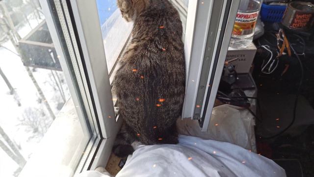 Дневник Животных. Кошки Пуся, Кисуня. Кот Тасик. 22.03.21