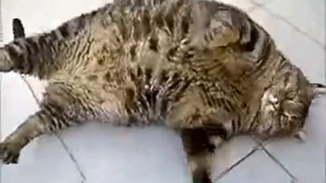 Реальный кот любит покушать смотреть онлайн