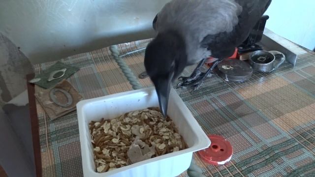 Серая ворона ест червяков. смотреть онлайн