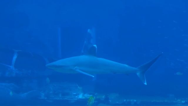 The Most BRUTAL Tiger Shark Attack in History смотреть онлайн