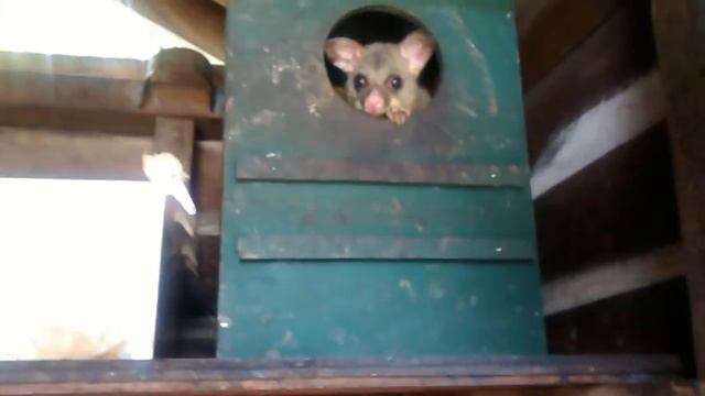 Australian Possum and Little Possum Enjoy Banana смотреть онлайн