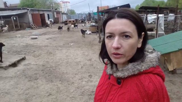 30 апреля 2016 г. приют Дора .пристаиваются животные . смотреть онлайн