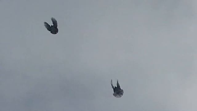 23 марта 2018 Гон голубей без ветра смотреть онлайн