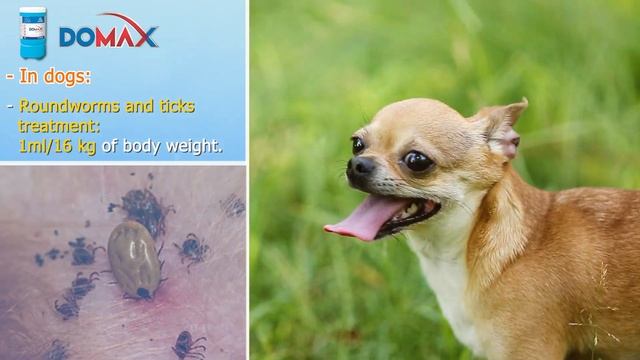 DOMAX FOR PETS - Treatment of internal and external parasites| VEMEDIM смотреть онлайн
