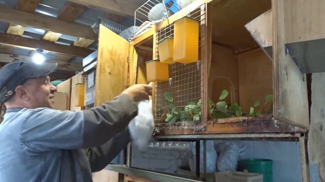 Подкормка кроликов зелёным веточным кормом смотреть онлайн