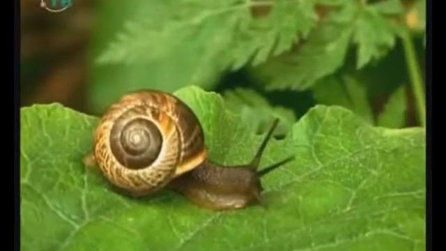 нейтрализм смотреть онлайн