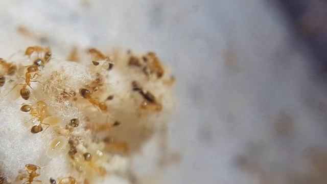 Monomorium Pharaonis Macro