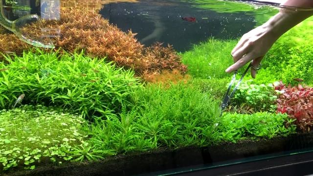 АКВАРИУМ 250 л - 5 месяцев | УДОБРЕНИЯ AQUAYER -  дозировки | ФИЛЬТР OASE BioMaster