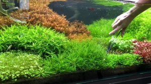 АКВАРИУМ 250 л - 5 месяцев | УДОБРЕНИЯ AQUAYER -  дозировки | ФИЛЬТР OASE BioMaster