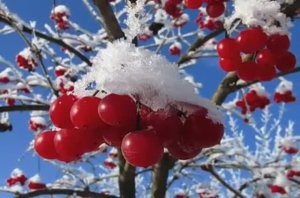 Михаил Шуфутинский - Калина красная