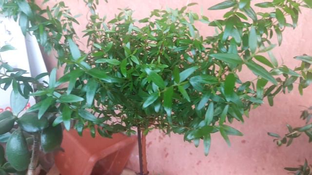 Мирт кустарник вечнозеленый смотреть онлайн