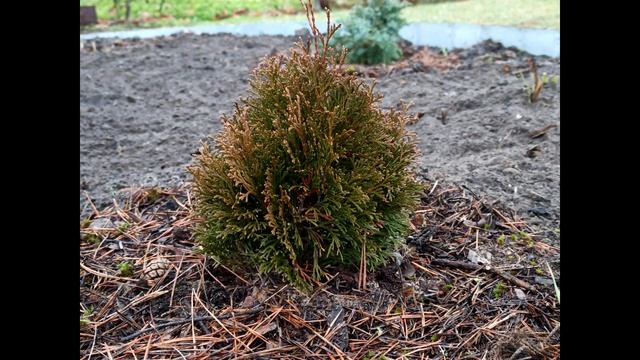 ТОП-10 Лучших хвойных растений для маленького сада. Хвойные растения для небольших участков смотреть онлайн