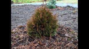 ТОП-10 Лучших хвойных растений для маленького сада. Хвойные растения для небольших участков