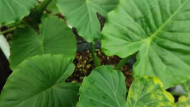 Mời ac cùng ngắm em epi marble ạ смотреть онлайн