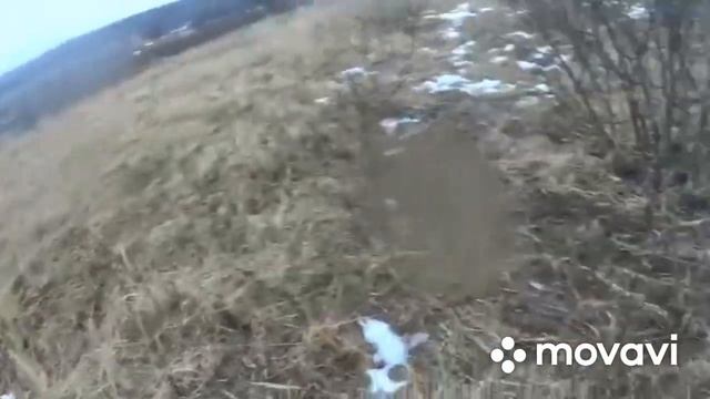 Неожидал найти столько рогов в выходной день))) смотреть онлайн