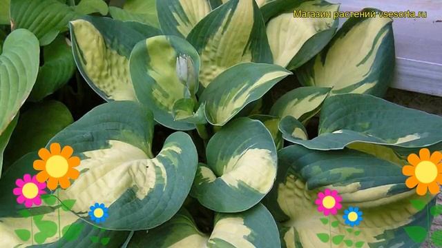 Хоста гибридная Попкорн. Краткий обзор, описание характеристик hosta hybridum Popcorn смотреть онлайн