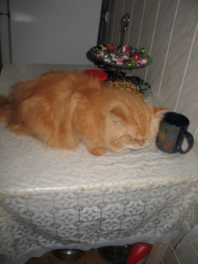 Кот Кузя, животные.