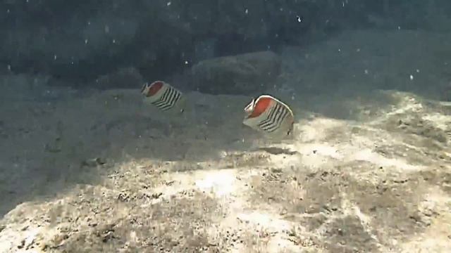 Рыбы красного моря, Рыба бабочка красноспинная эритрейская, Chaetodon Paucifasciatus, Fish Red Sea