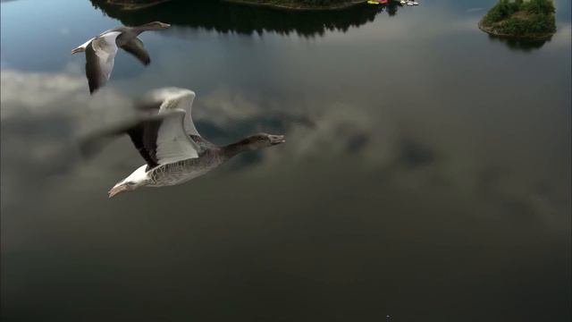 Les Routes Secrètes Des Oiseaux Migrateurs