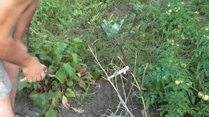 Как собрать семена капусты