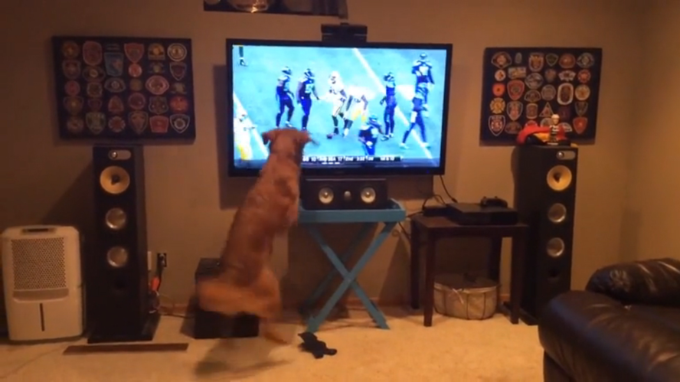 Пёс любит футбол смотреть онлайн