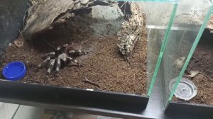 Пауки-птицееды Nhandu chromatus &Nhandu coloratovillosus.Добротная стекловата;)