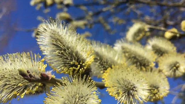 Верба / Цветение ~ видео для души / без слов смотреть онлайн