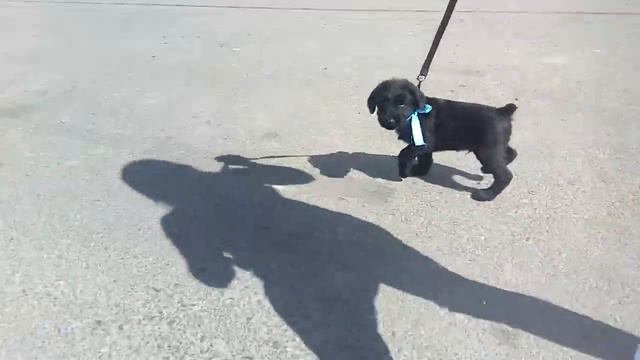 п-к Роман-Кош. Кара-Даг 48 дн. сын Роман-Кош Урсола. смотреть онлайн