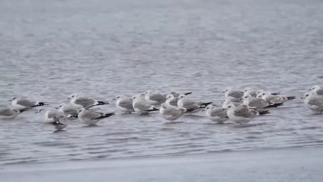 Сизые Чайки смотреть онлайн