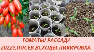 Томаты.2 способа посева.Всходы.Вытягивается рассада томатов. Подкормка рассады после пикировки.Уход.